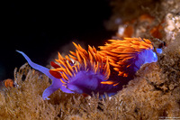 Flabellinopsis iodinea (Spanish Shawl)