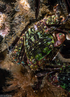 Pachygrapsus crassipes (Lined Shore Crab)