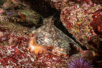 Octopus rubescens (Red Octopus)