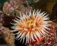 Urticina piscivora (Fish-Eating Urticina)