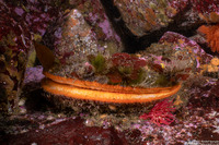 Crassadoma gigantea (Rock Scallop)