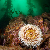 Urticina piscivora (Fish-Eating Urticina)