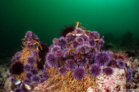 Strongylocentrotus purpuratus (Purple Sea Urchin)