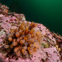 Clavelina huntsmani (Light Bulb Tunicate)