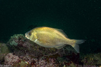 Rhacochilus toxotes (Rubberlip Seaperch)