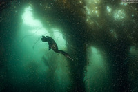 Phalacrocorax pelagicus (Pelagic Cormorant)