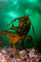 Eisenia arborea (Southern Sea Palm)