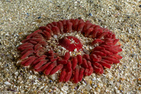 Urticina clandestina (Urticina Clandestina)