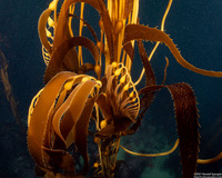 Macrocystis pyrifera (Giant Kelp)