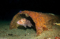 Sebastes auriculatus (Brown Rockfish)