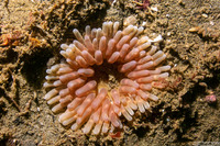 Urticina clandestina (Urticina Clandestina)