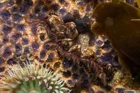 Phragmatopoma californica (Sandcastle Worm)