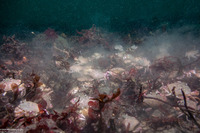 Metacarcinus gracilis (Graceful Crab)