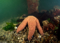 Pisaster ochraceus (Ochre Star)