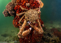 Loxorhynchus crispatus (Masking Crab)