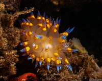 Antiopella barbarensis (Santa Barbara Janolus)