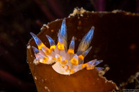 Antiopella barbarensis (Santa Barbara Janolus)