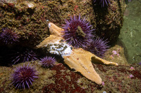 Patiria miniata (Bat Star)