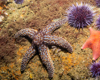 Pisaster giganteus (Giant Spined Star)