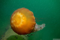 Chrysaora fuscescens (Brown Jellyfish)