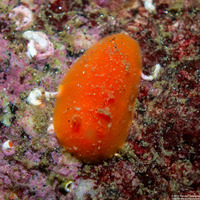 Rostanga pulchra (Red Sponge Dorid)