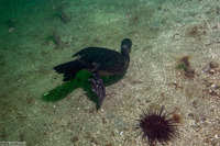 Phalacrocorax pelagicus (Pelagic Cormorant)