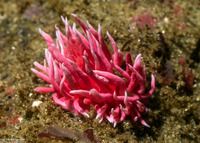 Okenia rosacea (Hopkins' Rose Nudibranch)