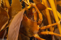 Pugettia producta (Northern Kelp Crab)