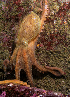 Octopus rubescens (Red Octopus)