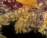 Octopus rubescens (Red Octopus)