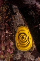 Doriopsilla fulva (White-Speckled Dorid)