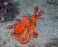 Octopus rubescens (Red Octopus)
