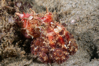 Octopus rubescens (Red Octopus)