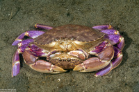 Metacarcinus gracilis (Graceful Crab)