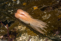 Limaria hemphilli (Hemphill's Fileclam)