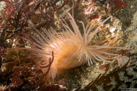 Limaria hemphilli (Hemphill's Fileclam)