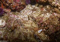 Ophioplocus esmarki (Smooth Brittle Star)