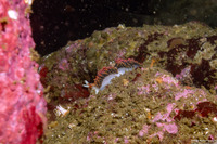 Phidiana hiltoni (Hilton's Aeolid)