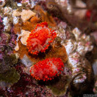 Limacia cockerelli (Cockerell's Dorid)