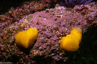 Doriopsilla fulva (White-Speckled Dorid)