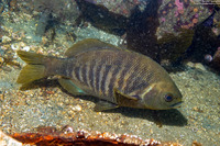 Embiotoca jacksoni (Black Perch)