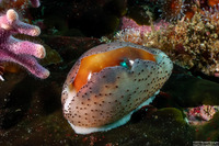Neobernaya spadicea (Chestnut Cowry)