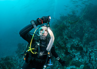 Pyrosoma atlanticum (Pyrosome)