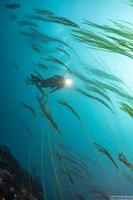 Nereocystis luetkeana (Bull Kelp)