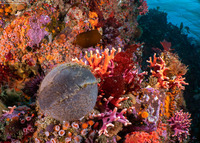Craniella arb (Gray Puffball Sponge)