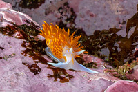 Hermissenda crassicornis (Hermissenda Crassicornis)