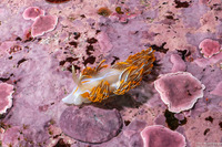 Hermissenda crassicornis (Hermissenda Crassicornis)