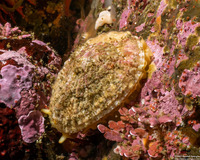 Diodora aspera (Keyhole Limpet)