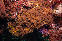 Callophyllis flabellulata (Red Sea Fan)