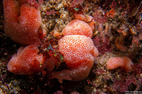 Eudistoma molle (Eudistoma Molle)